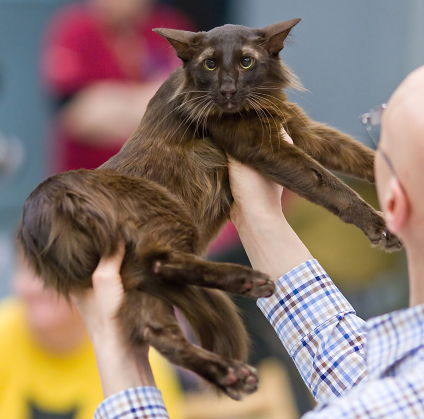Oriental Longhair Kittens For Sale by Best Cat Breeders