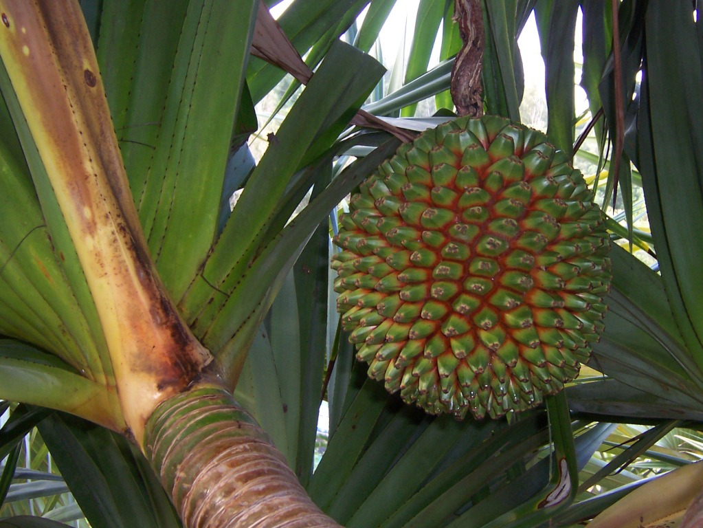 Pandanus utilis Wikimedia Commons