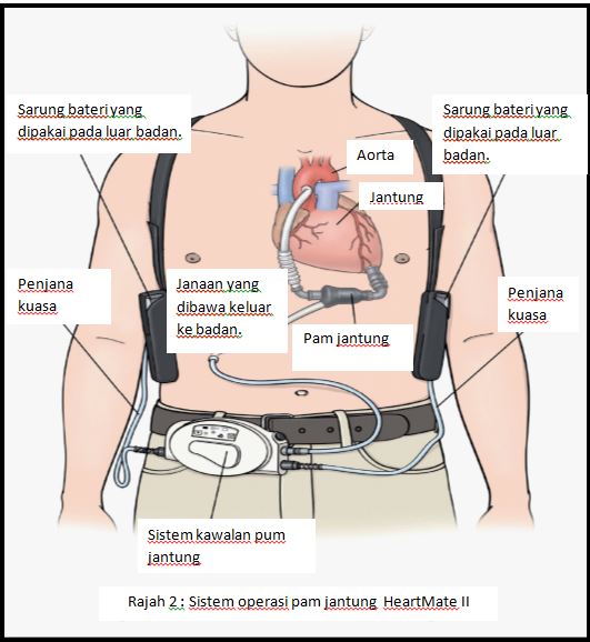 Kedudukan Jantung Dalam Badan