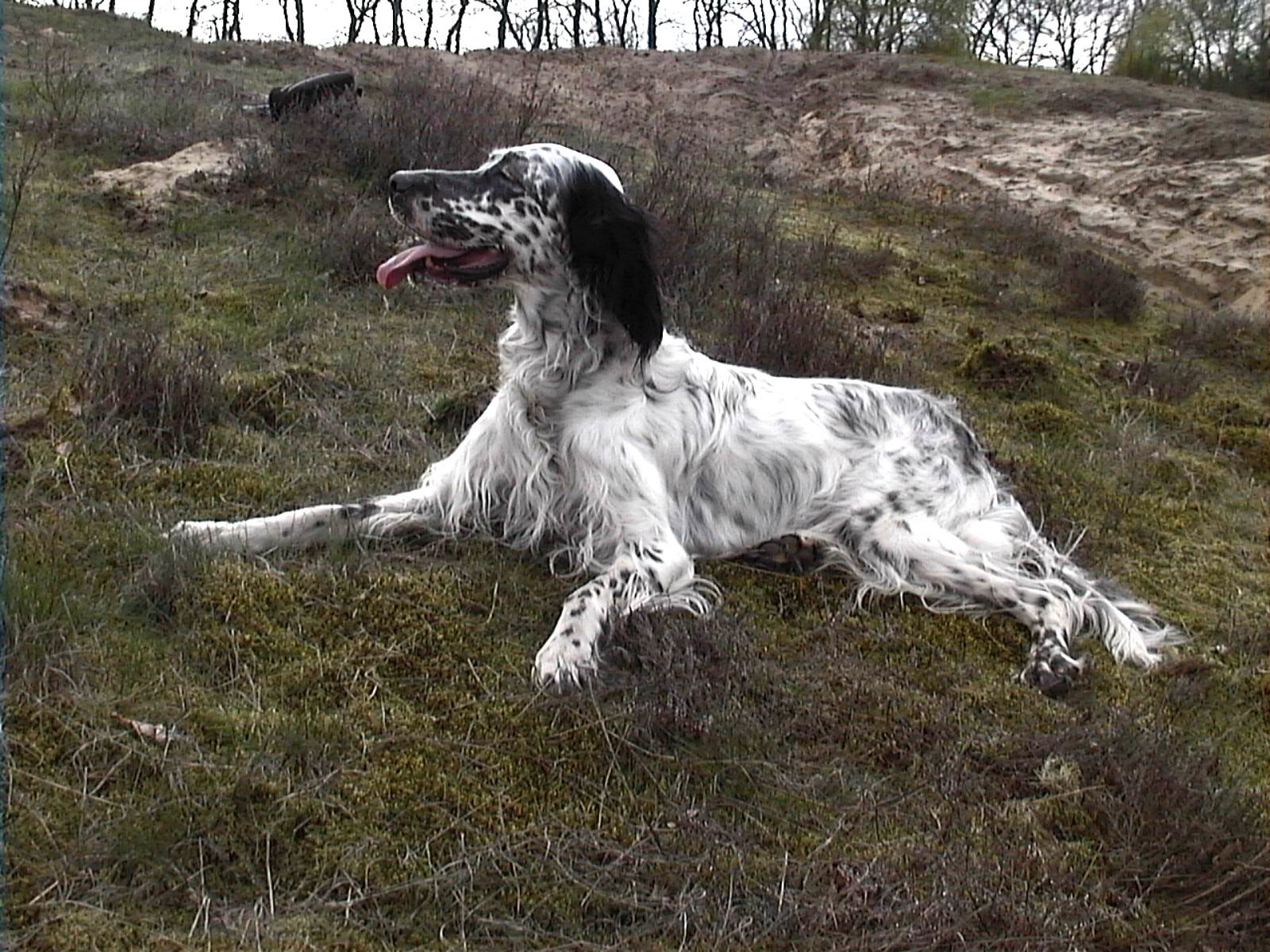 FileEngelse setter.JPG Wikimedia Commons