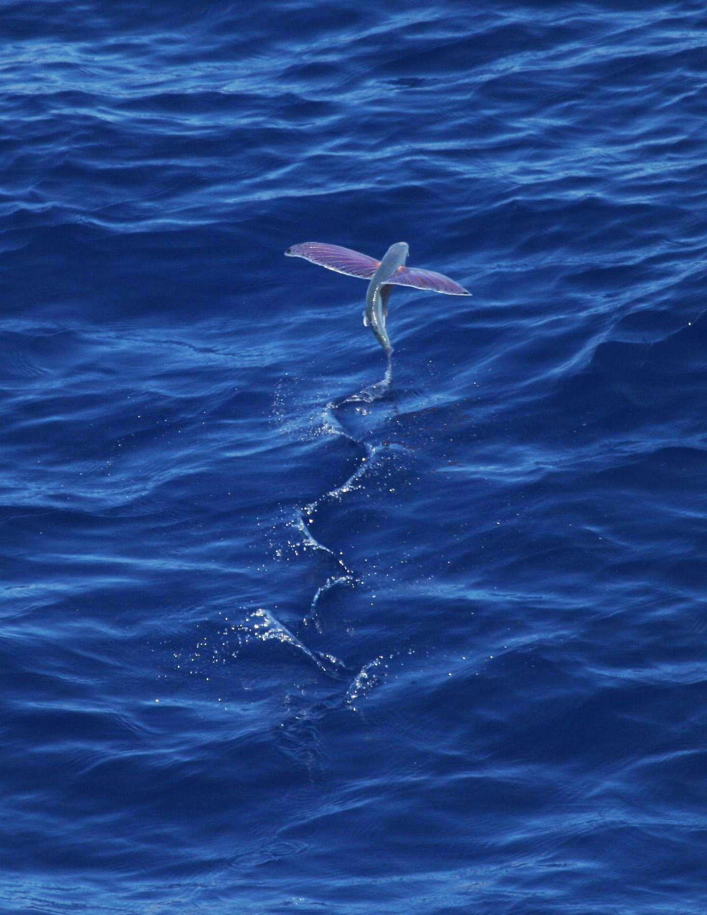 FilePinkwing flying fish.jpg Wikipedia