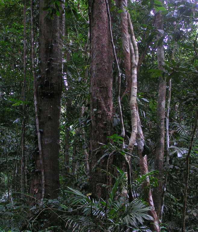 Rainforest Wikipedia