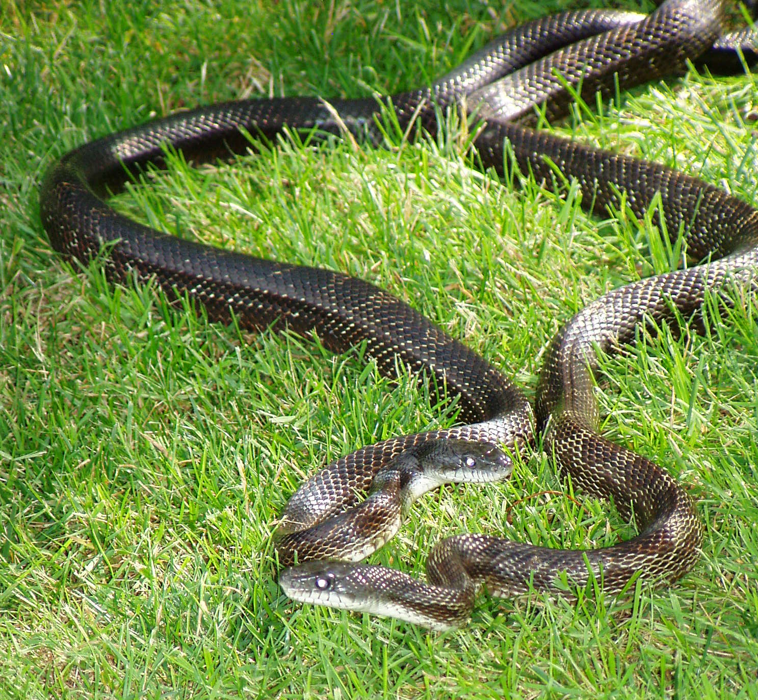 FileRatSnakesMating02.png Wikimedia Commons
