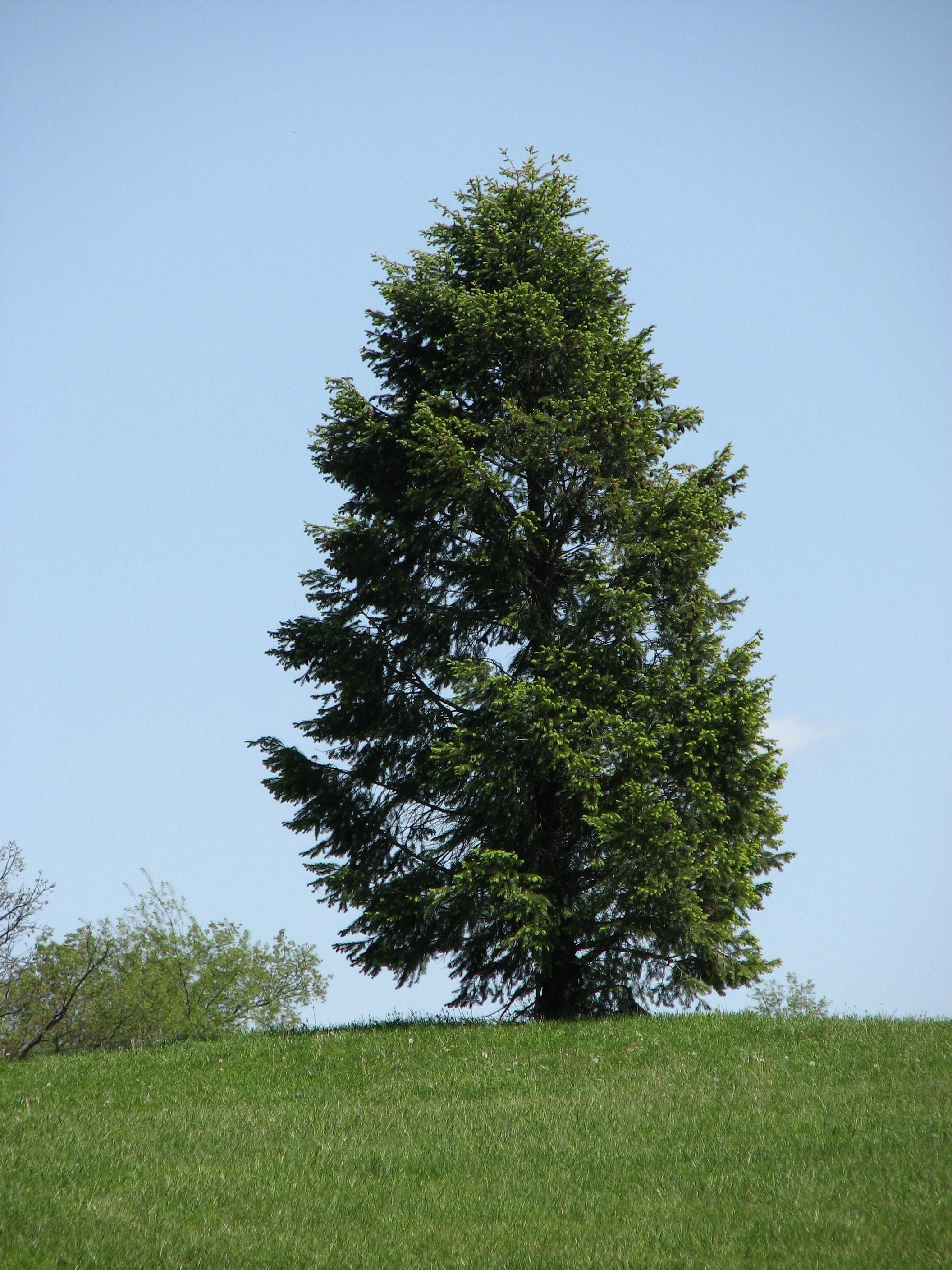 Boreal coniferous forests could see increased impending change for the dark taiga: Conifer