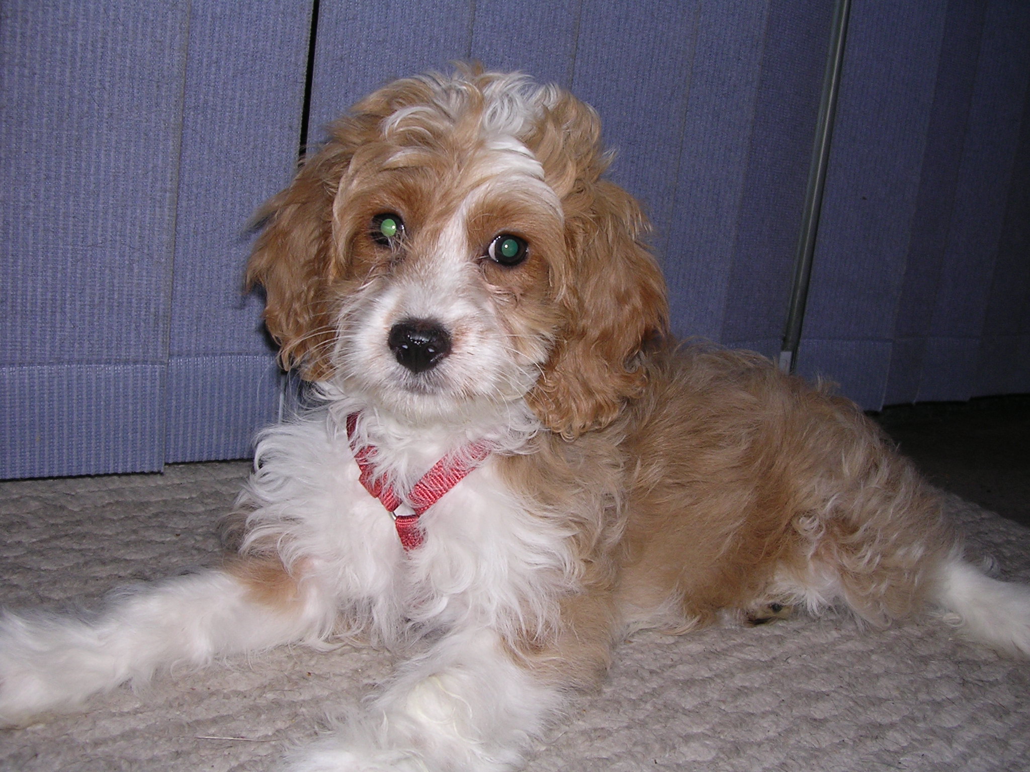 FileCockapoo puppy.JPG Wikimedia Commons(023)