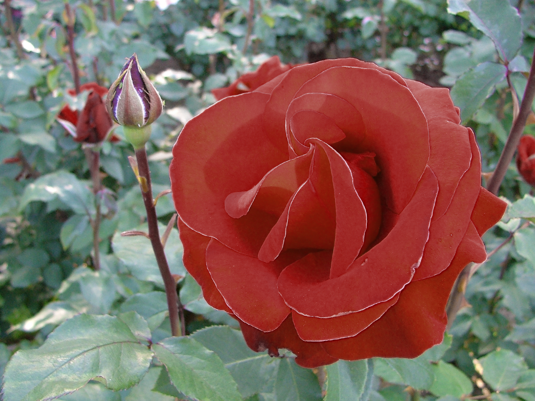 Portland Fall Rose Show 2023 Awards Roses In Portland, Oregon - Wikiwand