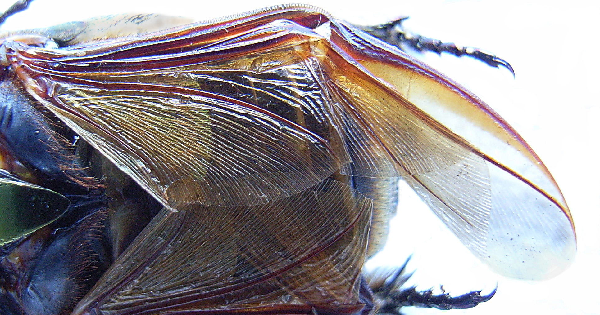 FileBeetlewing half folded.JPG Wikimedia Commons