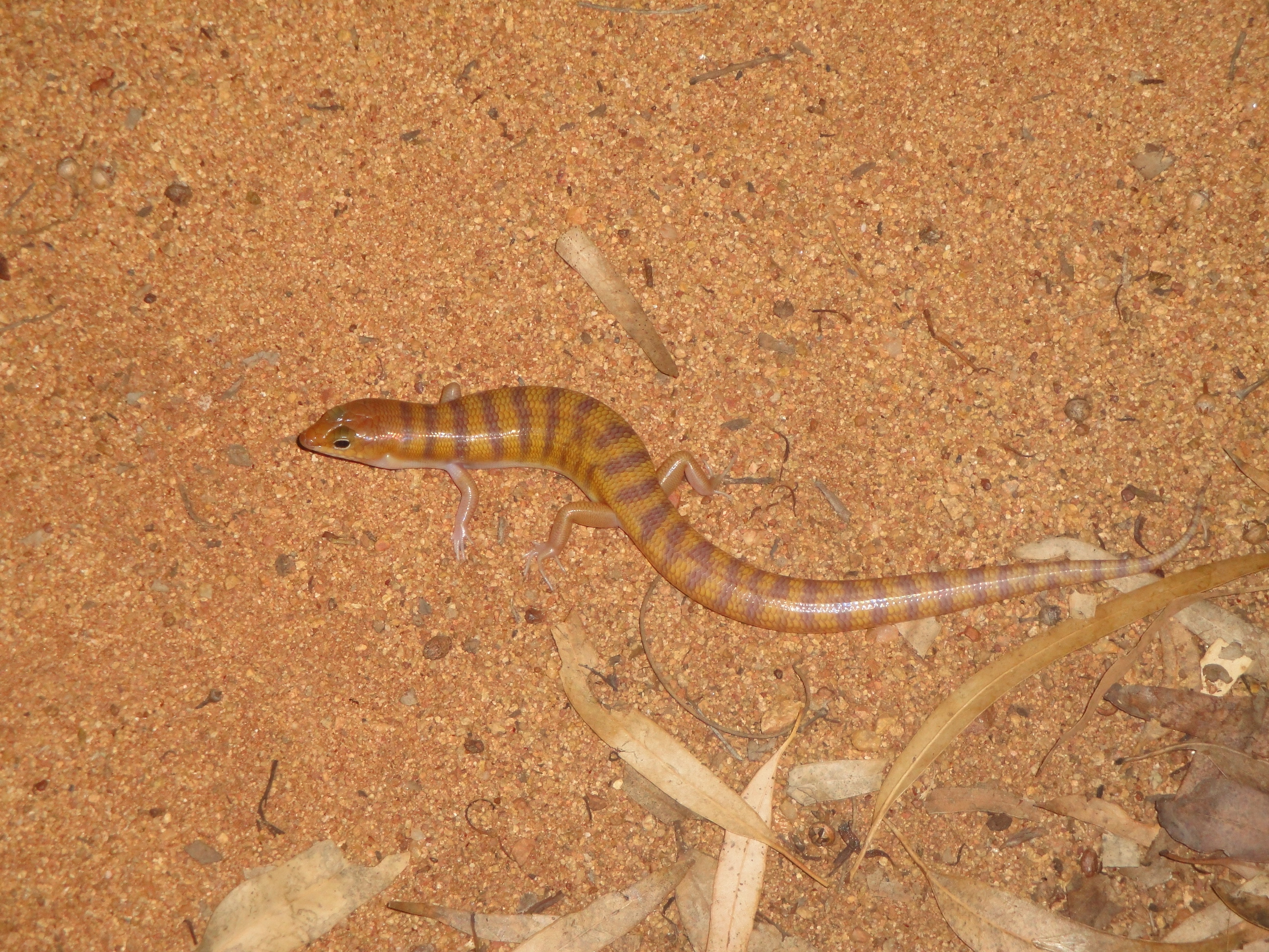 Eremiascincus Richardsonii - Wikipedia