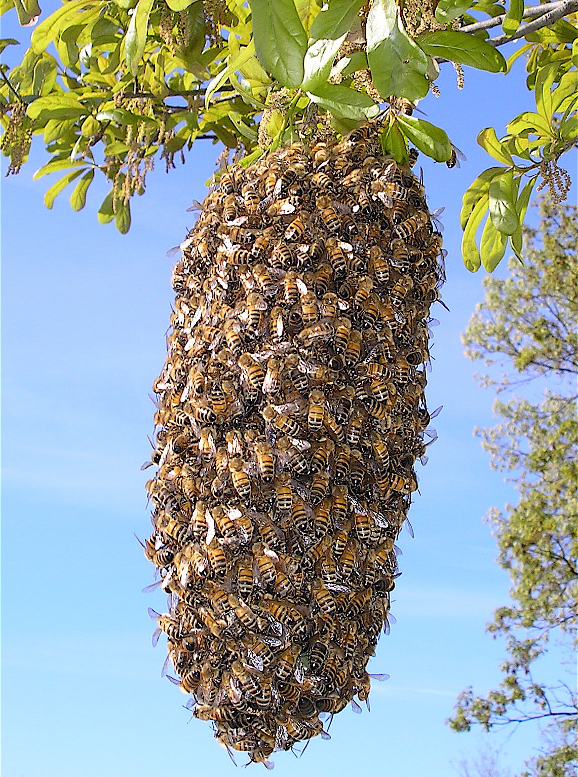 FileBee Swarm.JPG