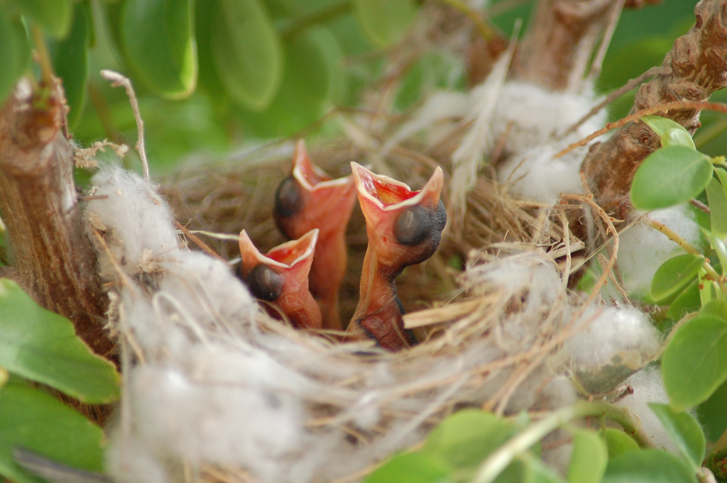 Nestvlieder En Nestblijver - Wikipedia