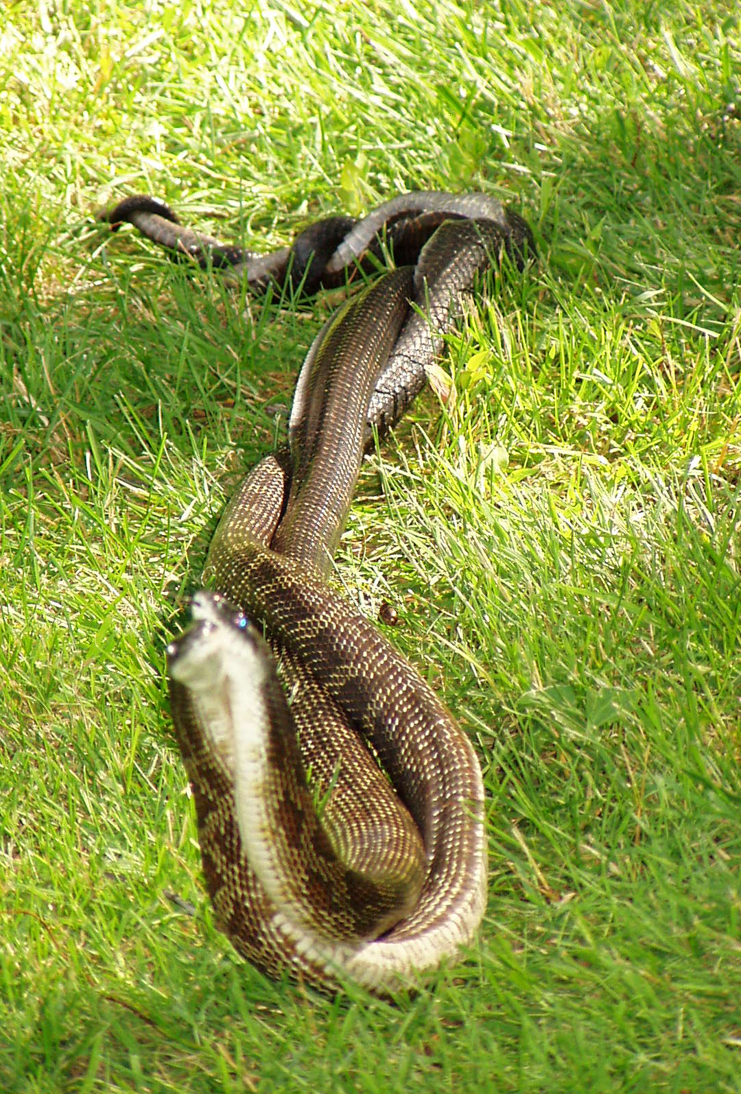 FileRatSnakesMating03.png Wikimedia Commons