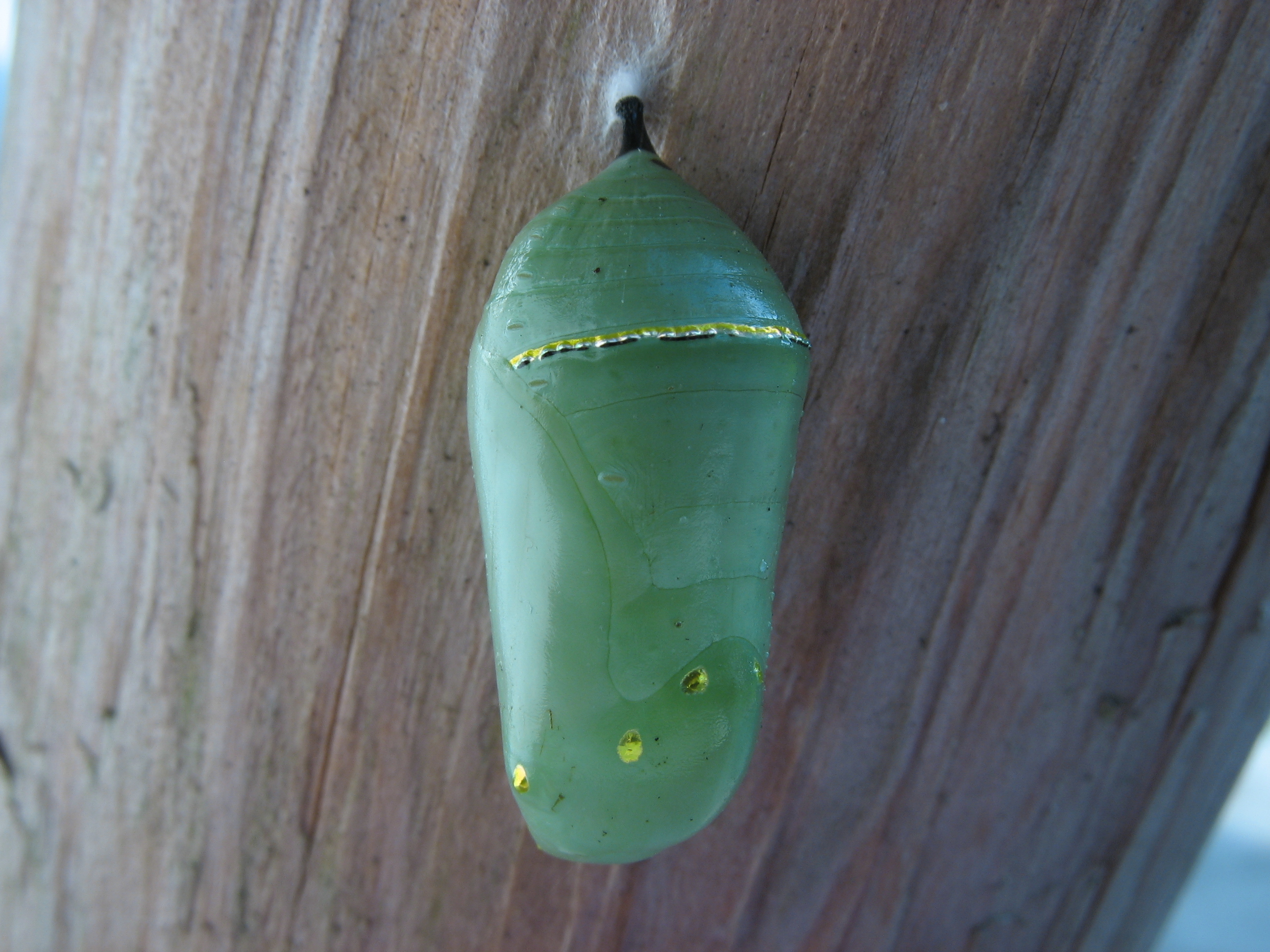 FileMonarch Butterfly Cocoon.JPG Wikipedia
