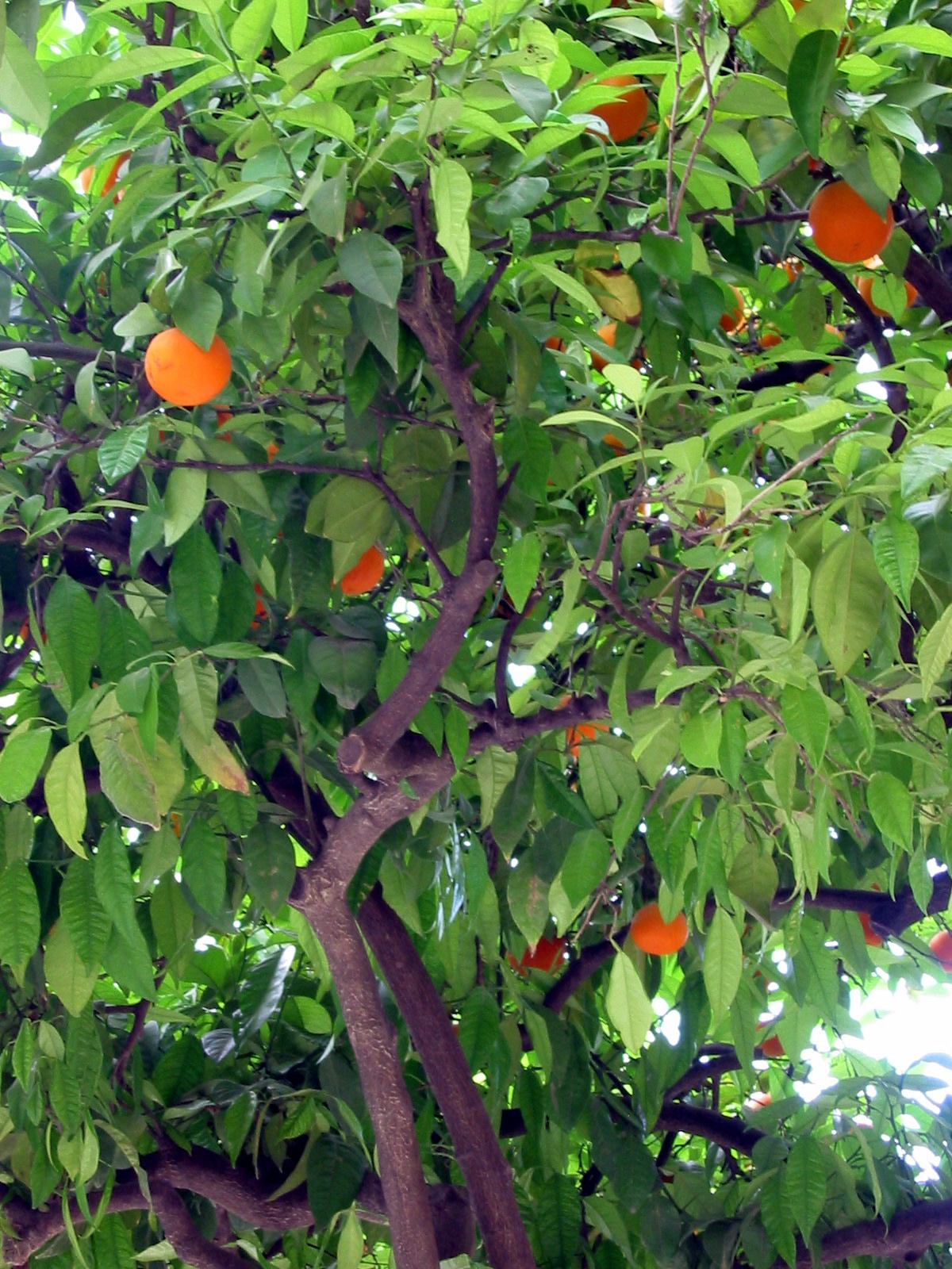 FileOrange Tree.jpg Wikimedia Commons