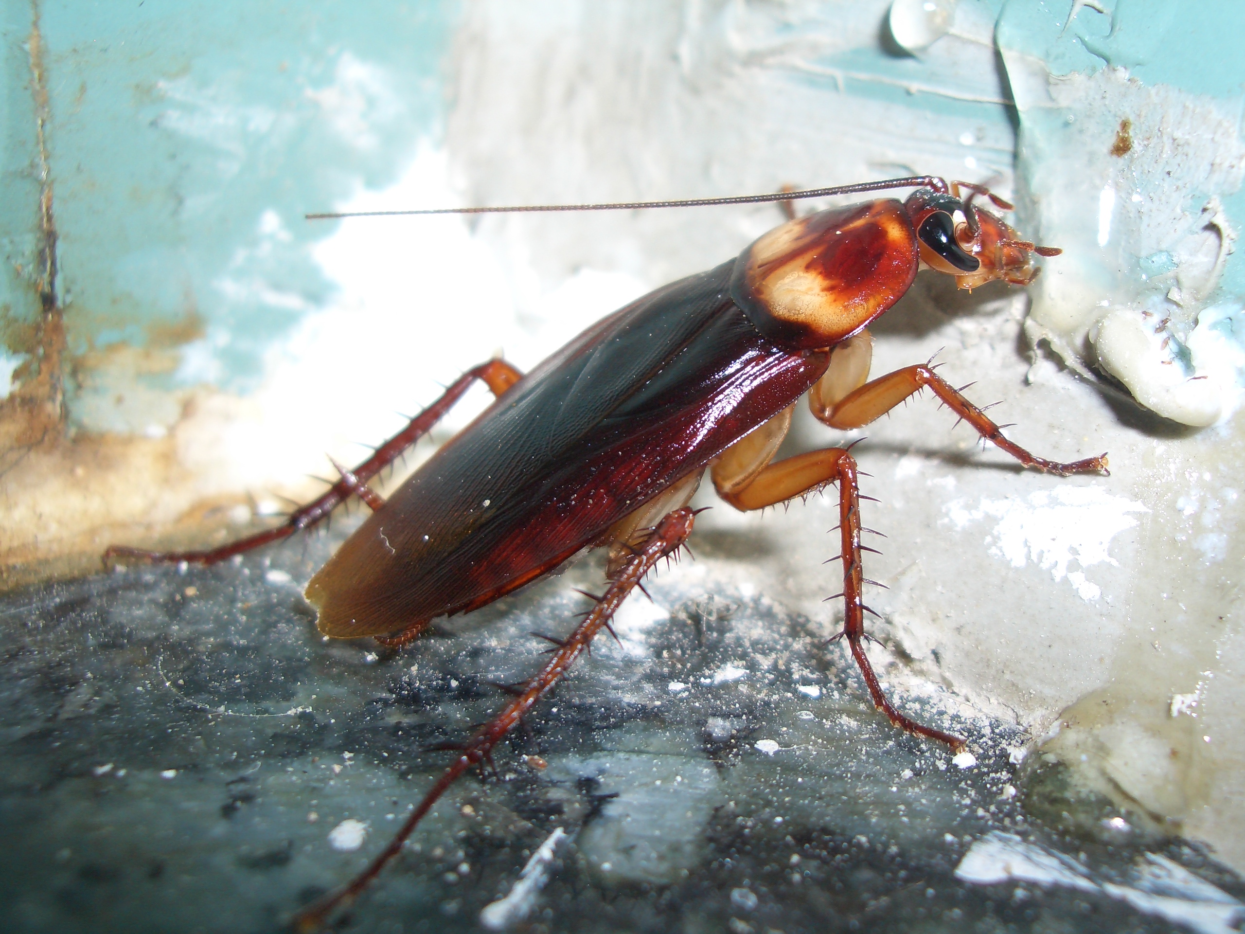 File:American roach.JPG