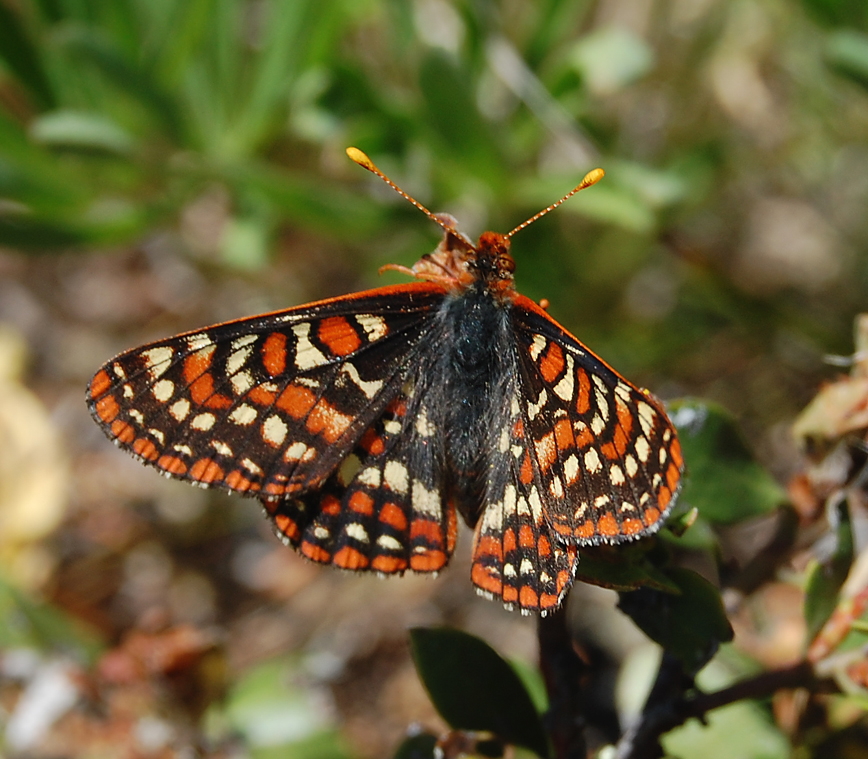 Bay checkerspot butterfly Wikiwand