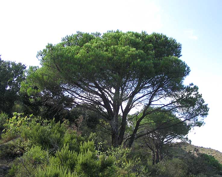Pin Plante Wikipedia
