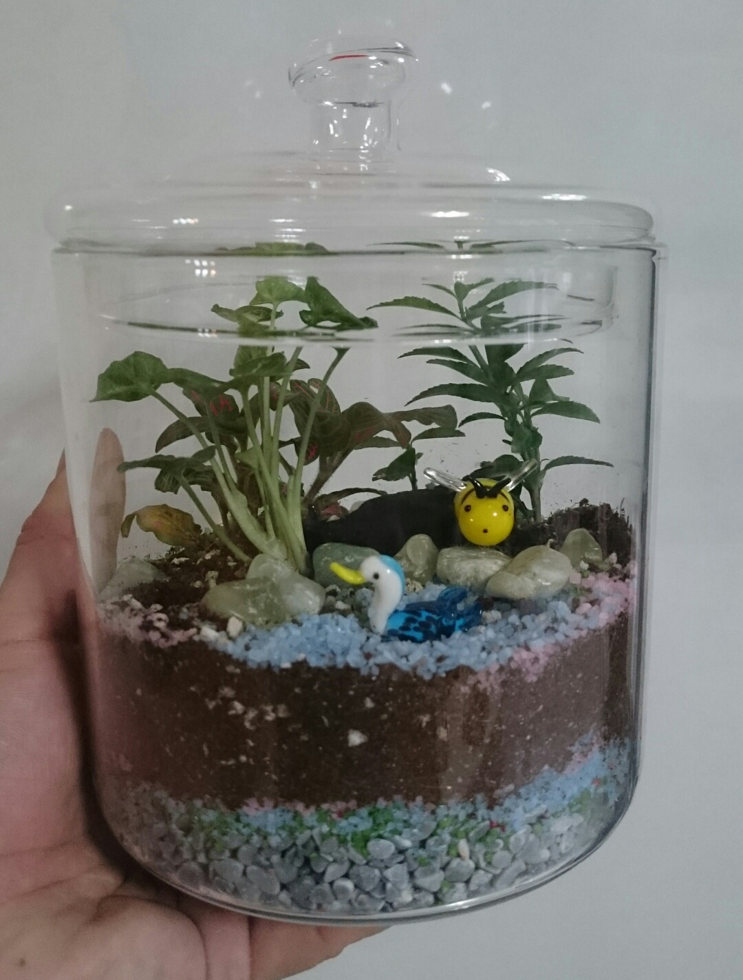 FileTerrarium.JPG Wikipedia