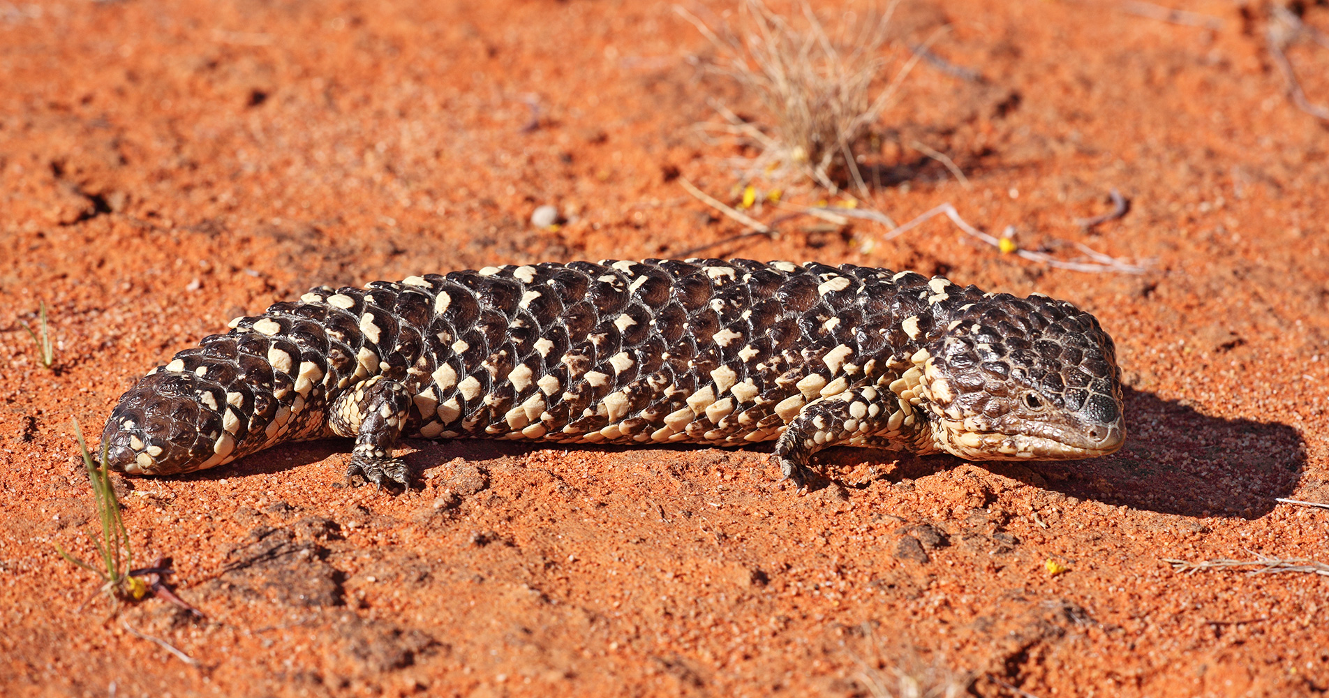 Tiliqua Rugosa - Wikipedia