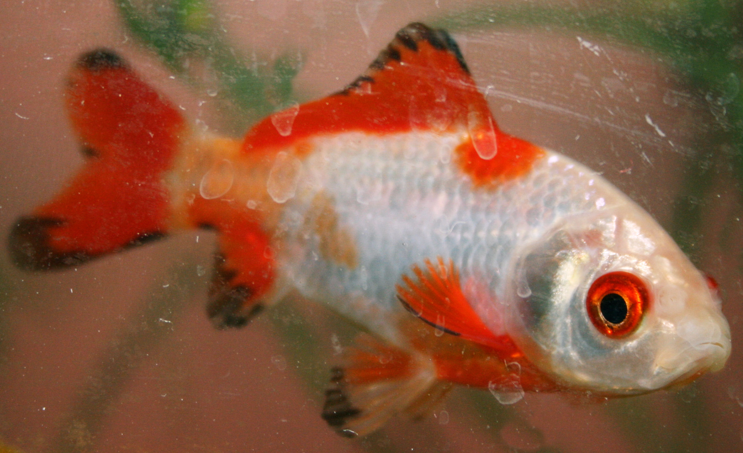 FileSarasa comet goldfish.JPG