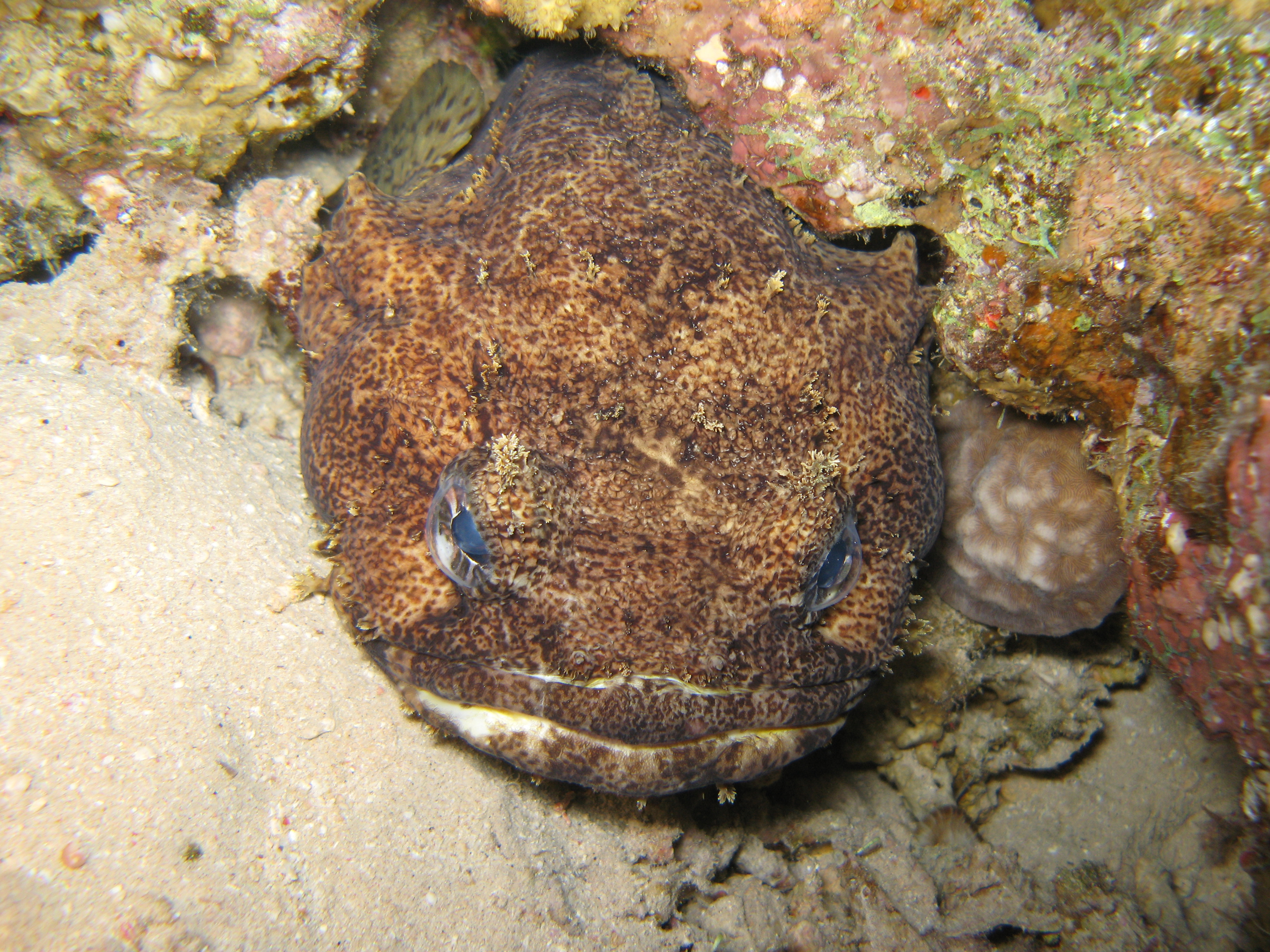 FileRed Sea Toadfish.jpg Wikimedia Commons