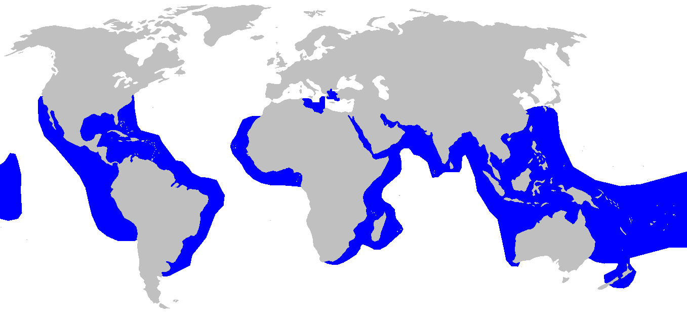 FileTiger shark distmap.png Wikimedia Commons