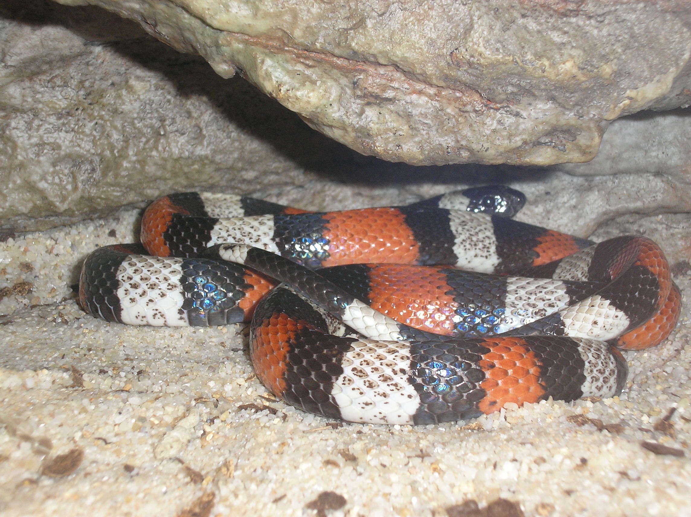 Pueblan Milk Snake - Wikipedia
