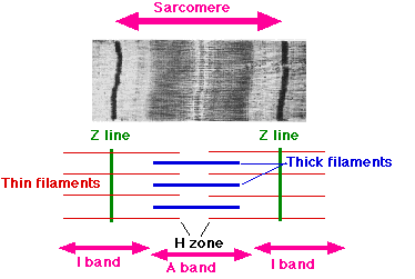 Sarcomero Wikipedia