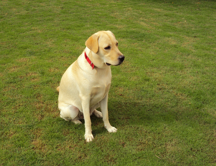 FileYellow Labrador Retriever.jpg Wikimedia Commons