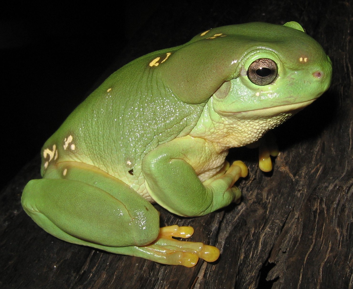 Magnificent tree frog Simple English Wikipedia, the free encyclopedia