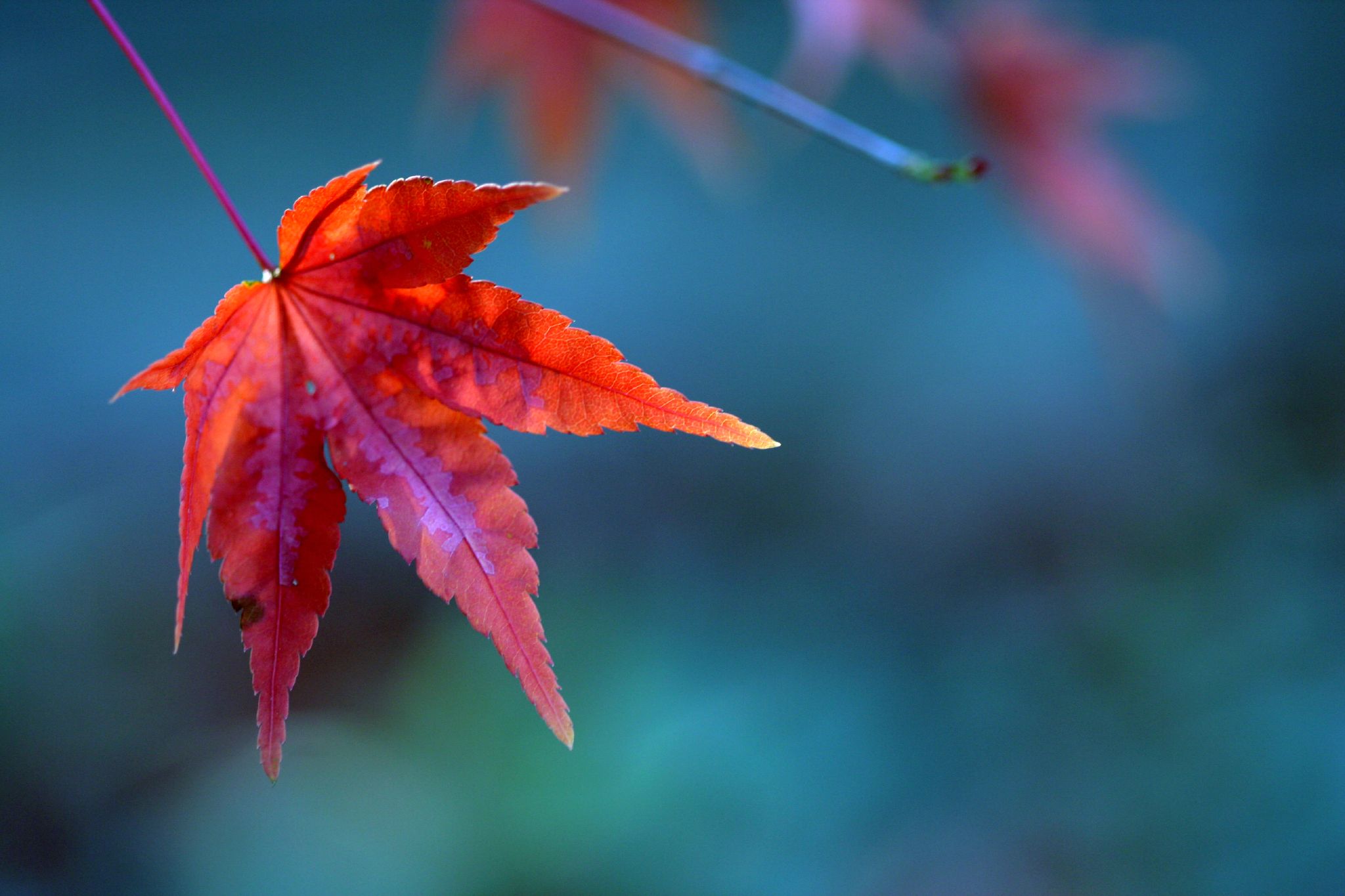 FileRed maple leaf.jpg