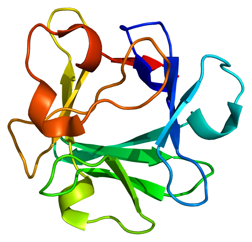 Fibroblast growth factor 2 Wikipedia