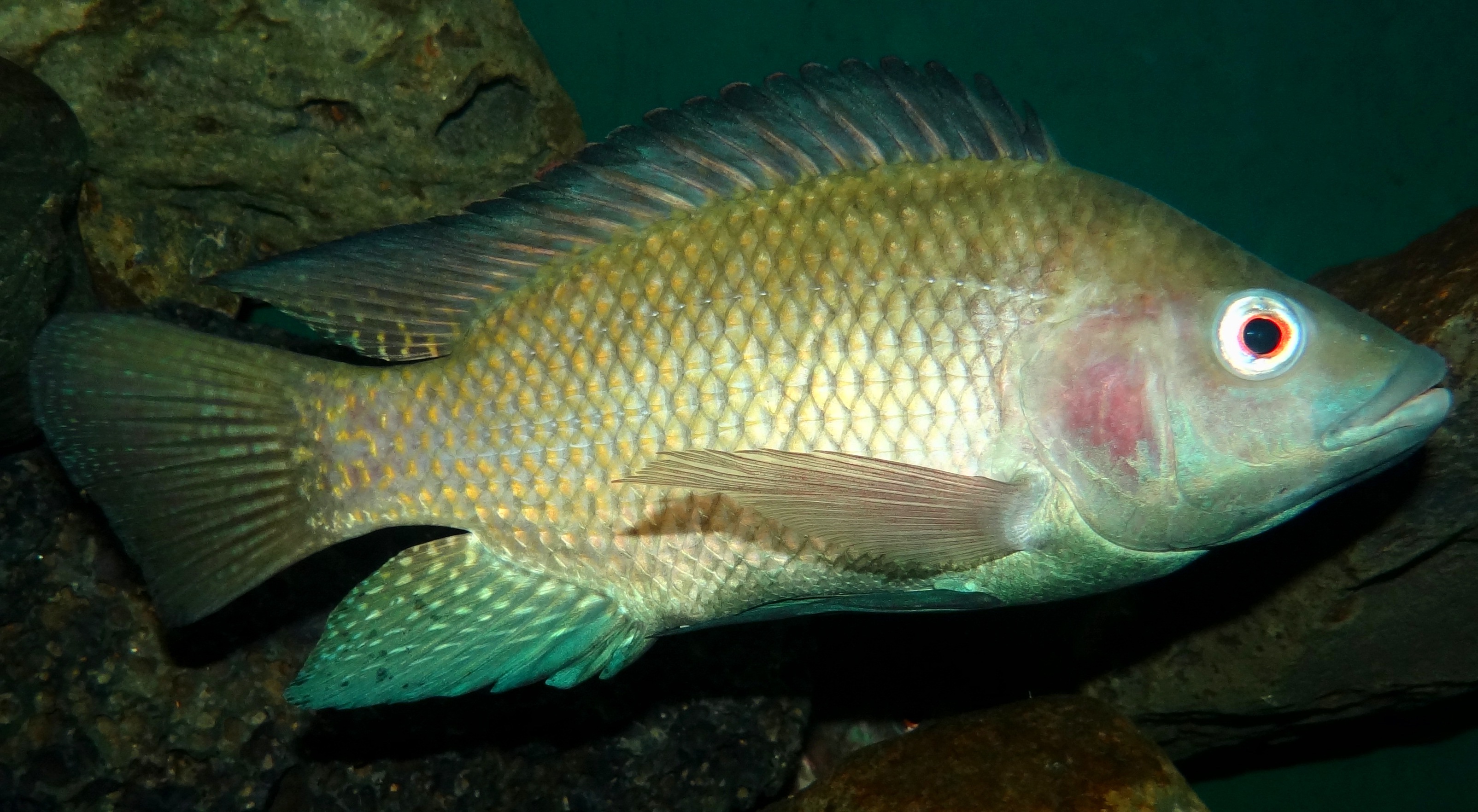 Tilapia Wikiwand