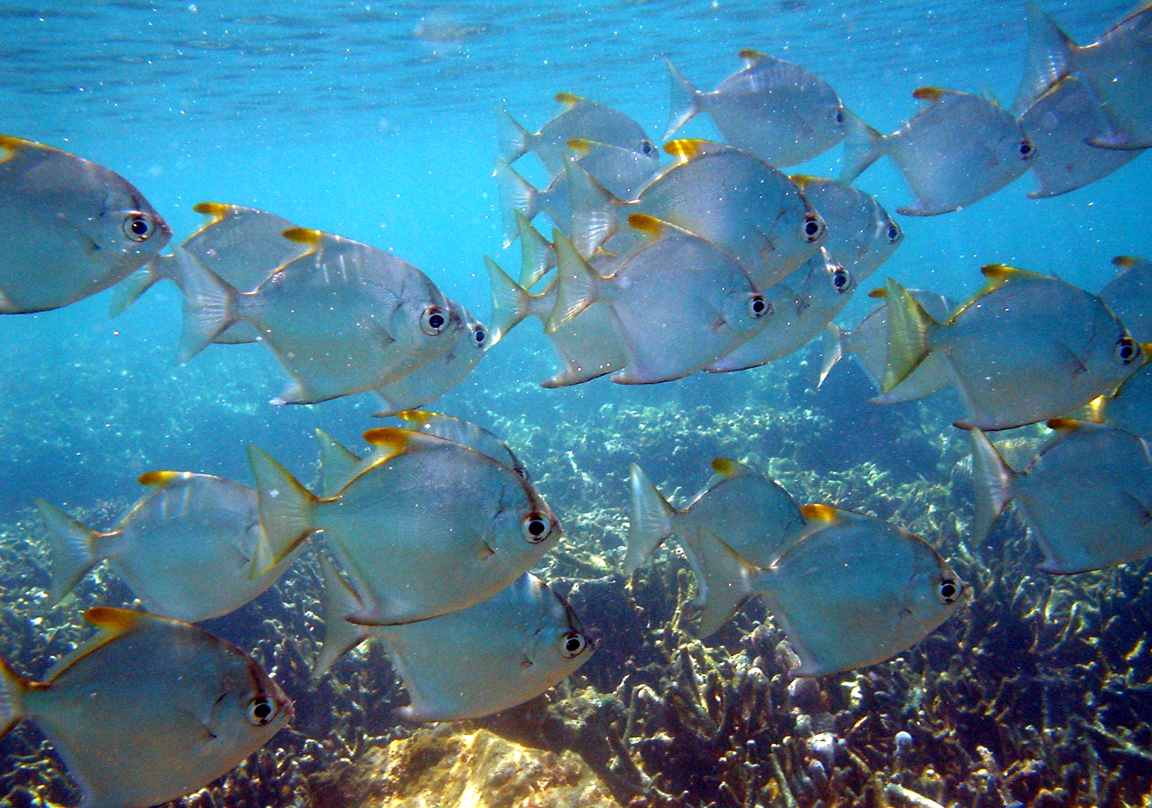 FileFishes Mada.JPG Wikipedia, the free encyclopedia