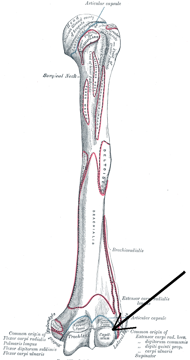 Capitulum of the humerus Wikipedia