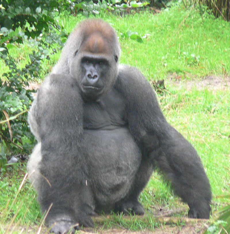 Gorillas Wikipedia
