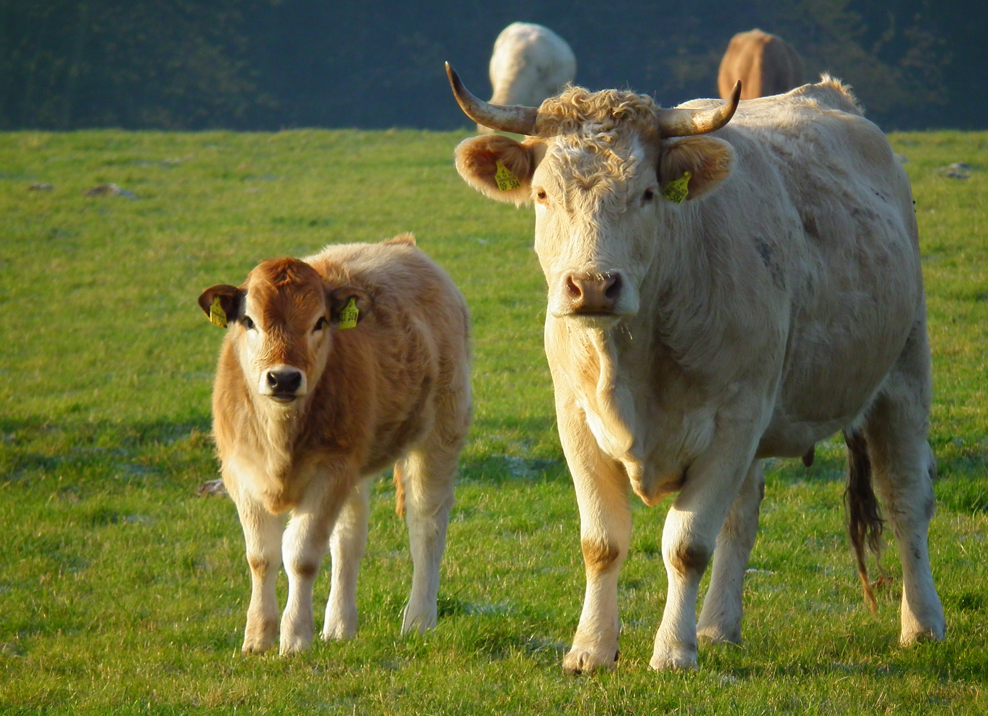 FileHessen Kuh mit Kalb.JPG