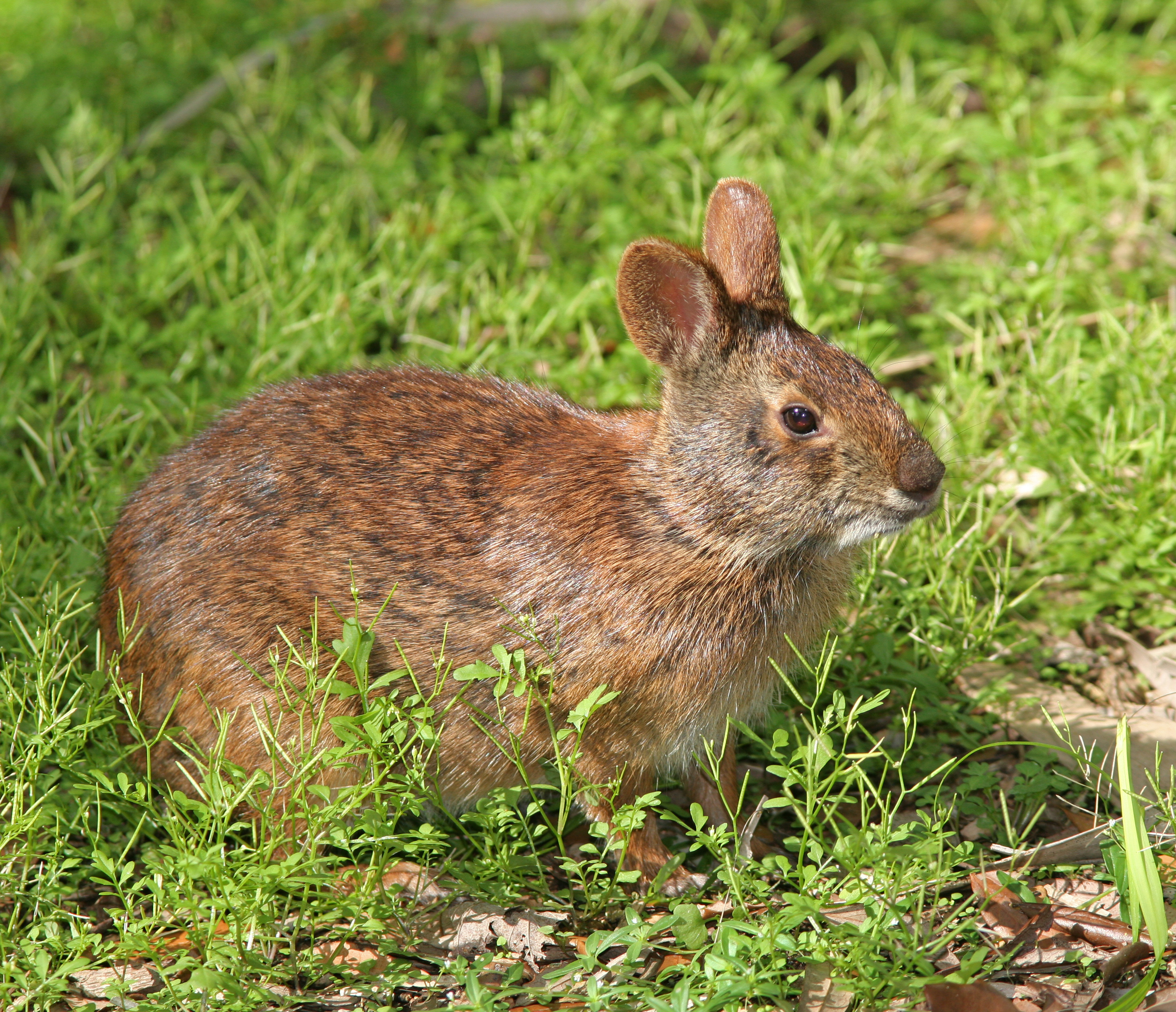 FileMarsh Rabbit.jpg Wikipedia