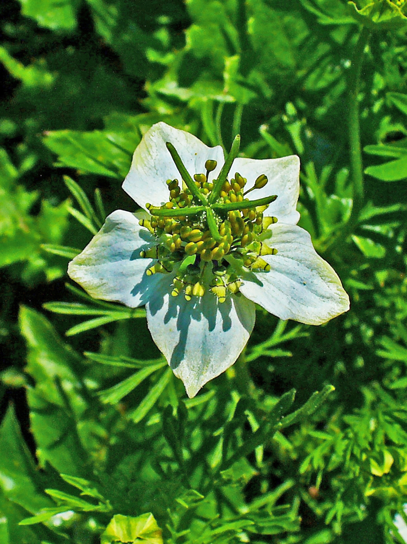 FileNigella sativa 002.JPG
