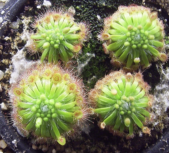 Drosera closterostigma Wikipedia