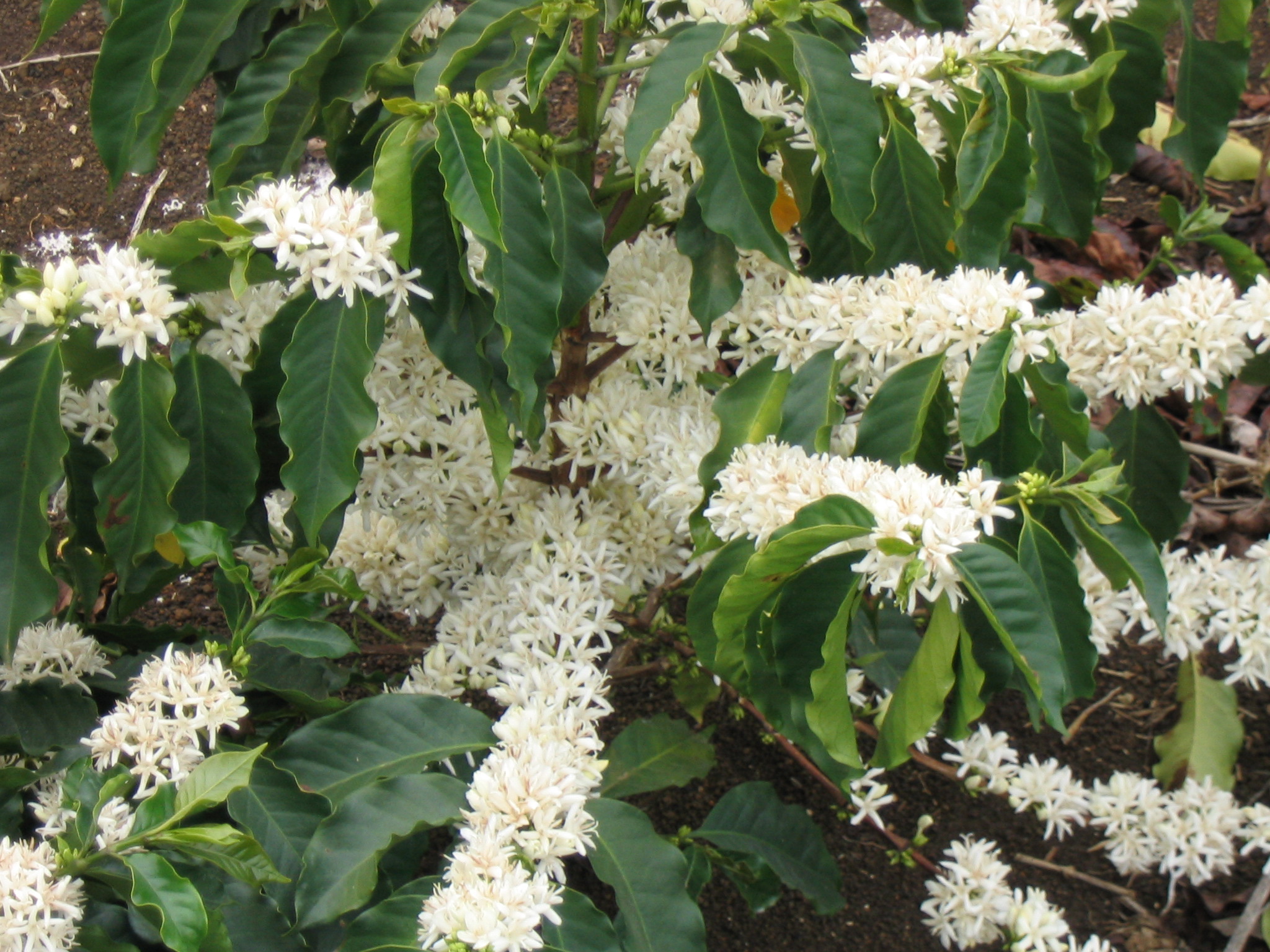 FileCoffee Flowers.JPG Wikipedia, the free encyclopedia