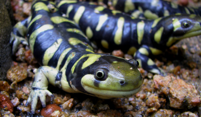Tiger Salamander - Wikipedia