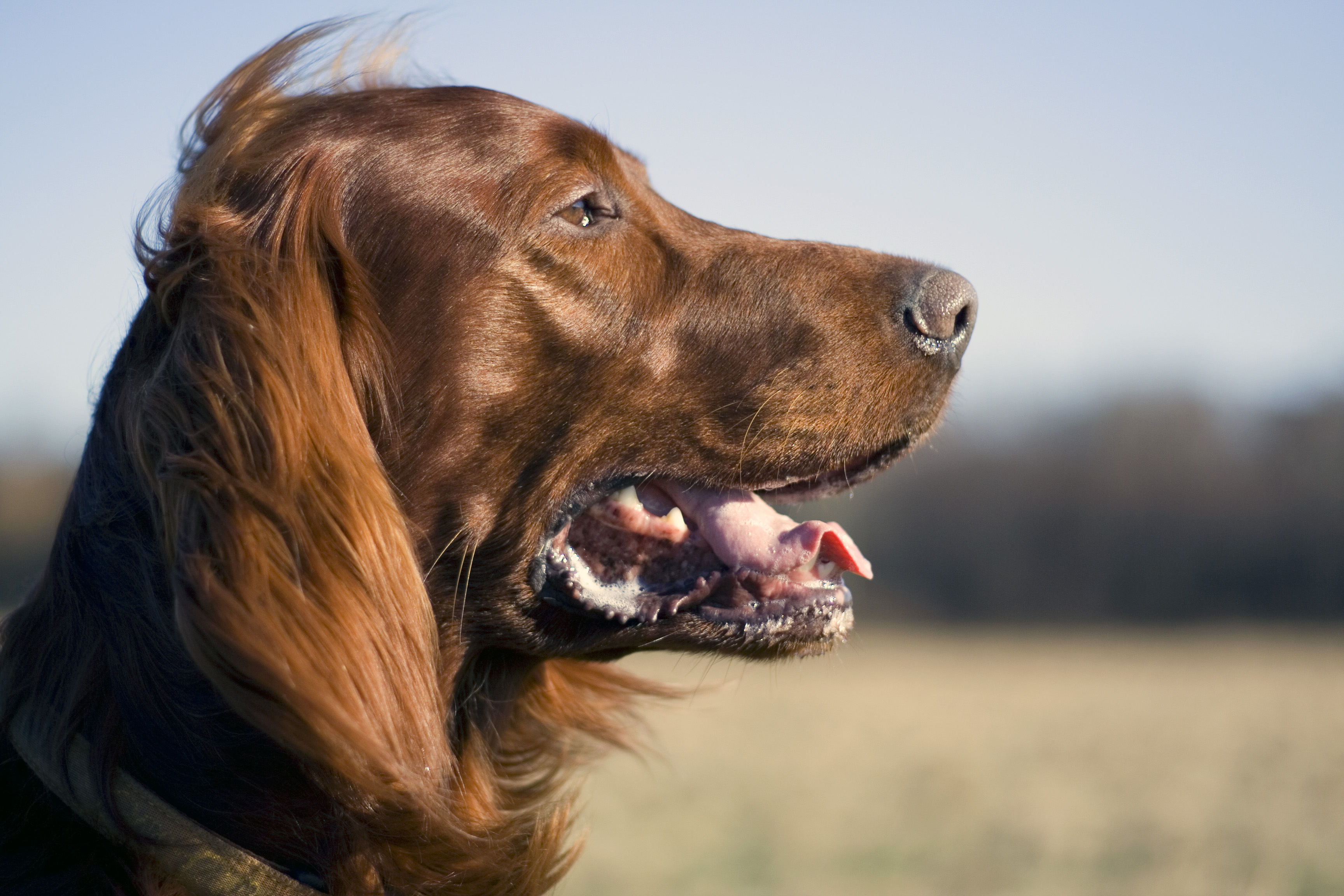 FileIrish Red Setter.jpg Wikimedia Commons