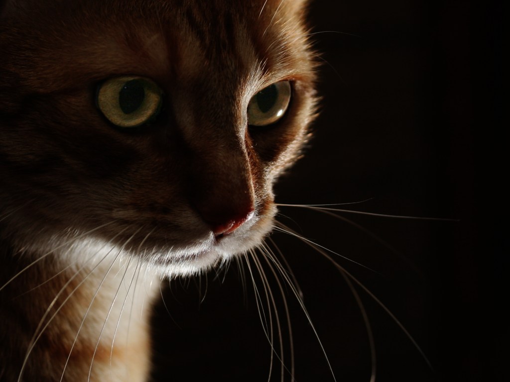 FileLowkey cat.jpg Wikipedia