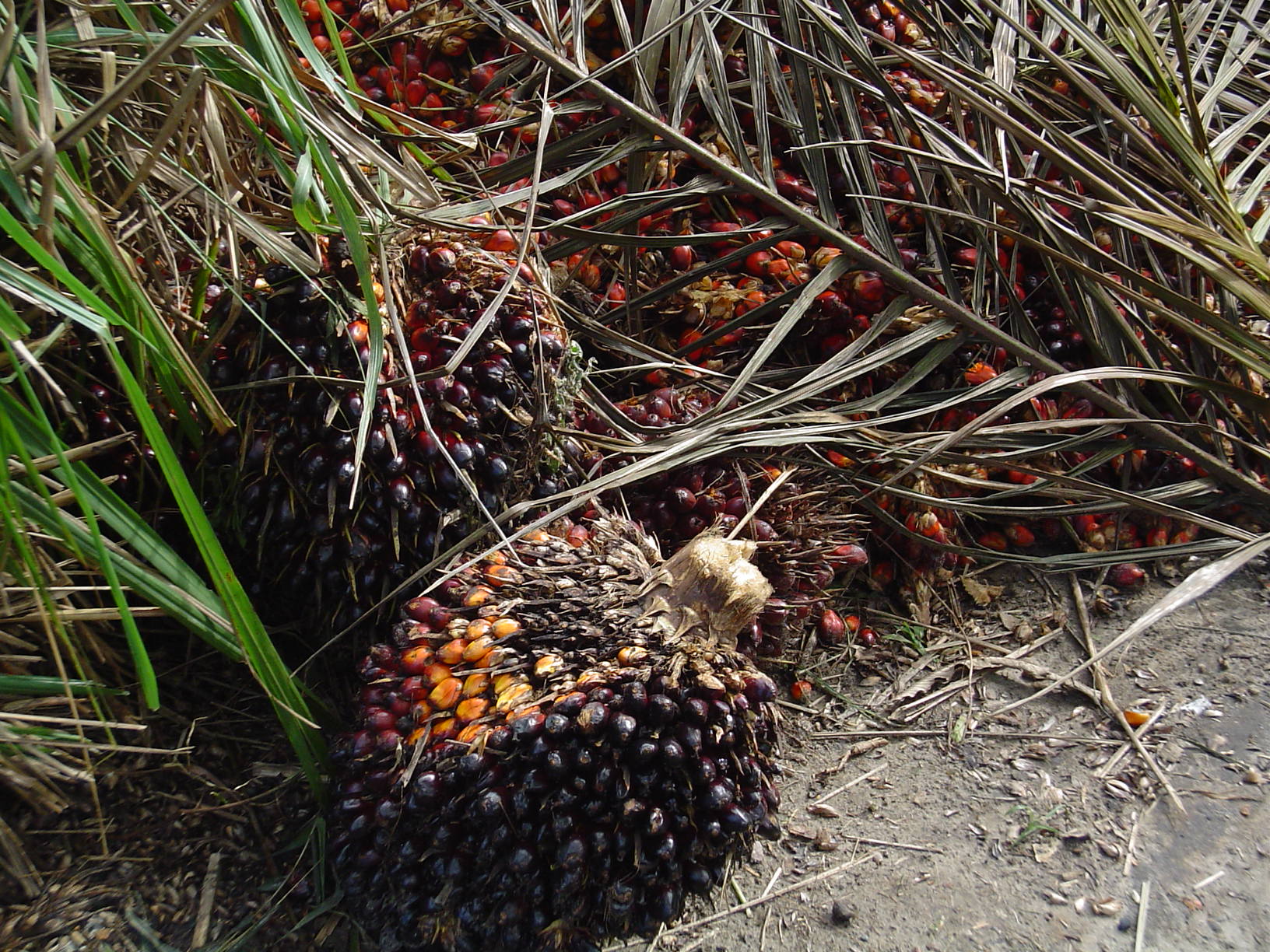 File Fruit Oil Palm Jpg Wikimedia Commons
