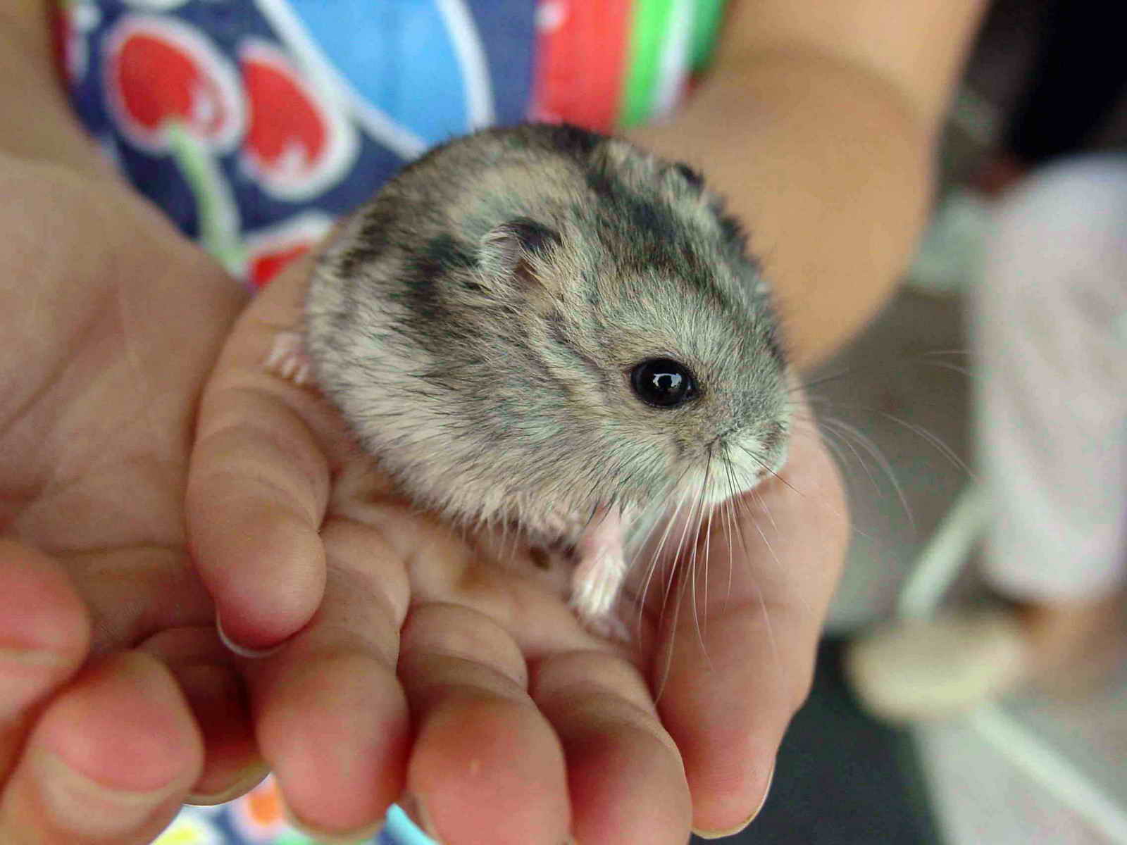 FichierHamster 057eue.jpg — Wikipédia