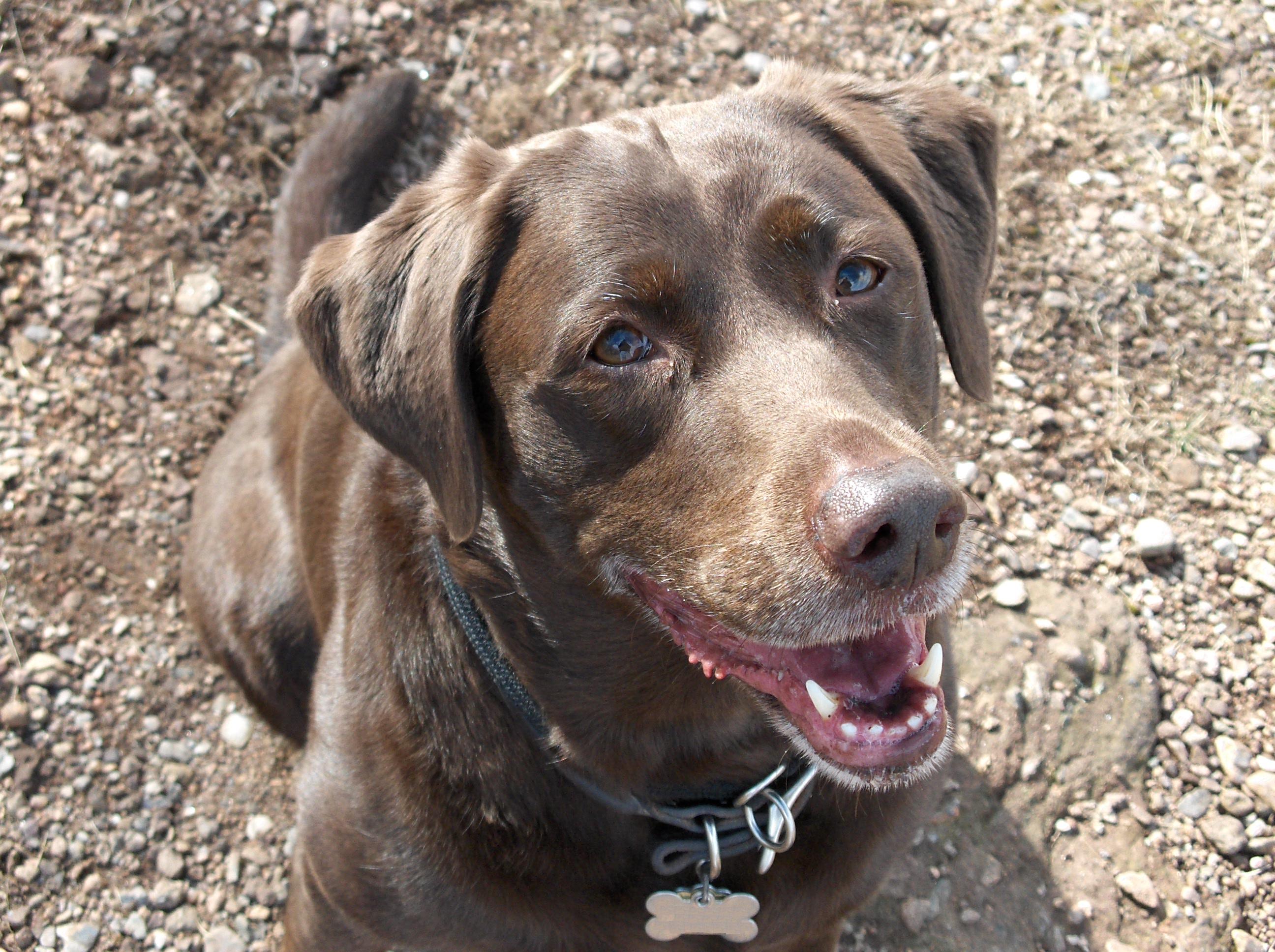 FileChocolate Lab.JPG Wikimedia Commons