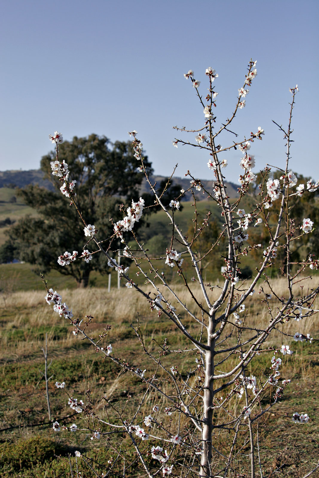 Grafting Fruit Trees