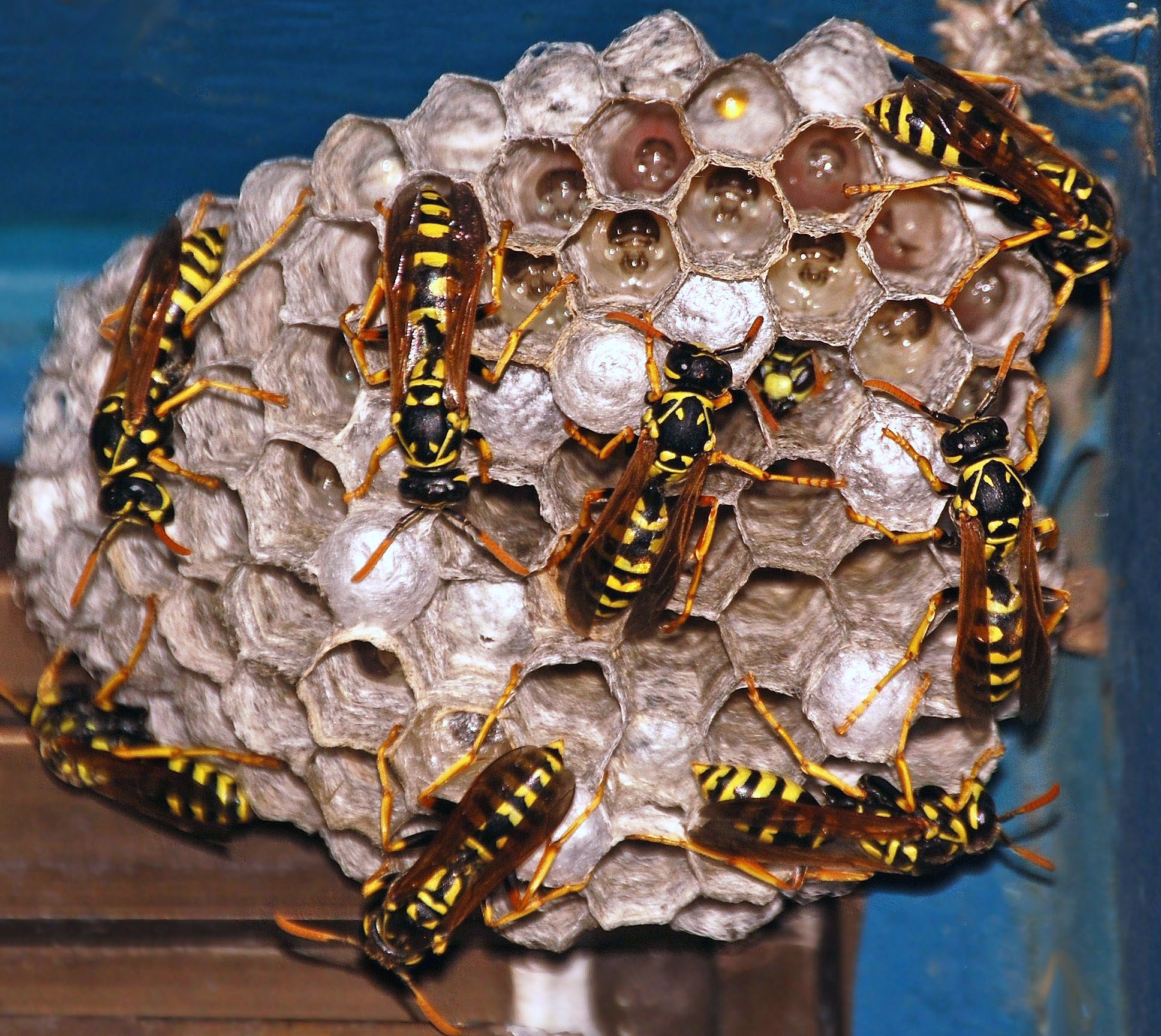 FileActive Wasp Nest(2).JPG