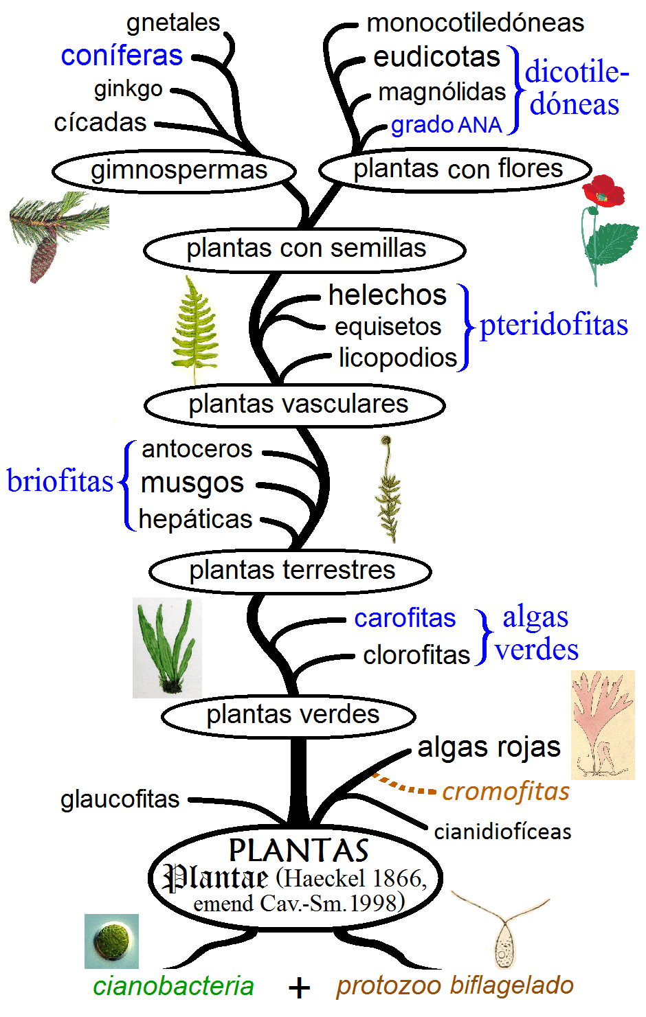 Historia evolutiva de las plantas Wikipedia, la enciclopedia libre