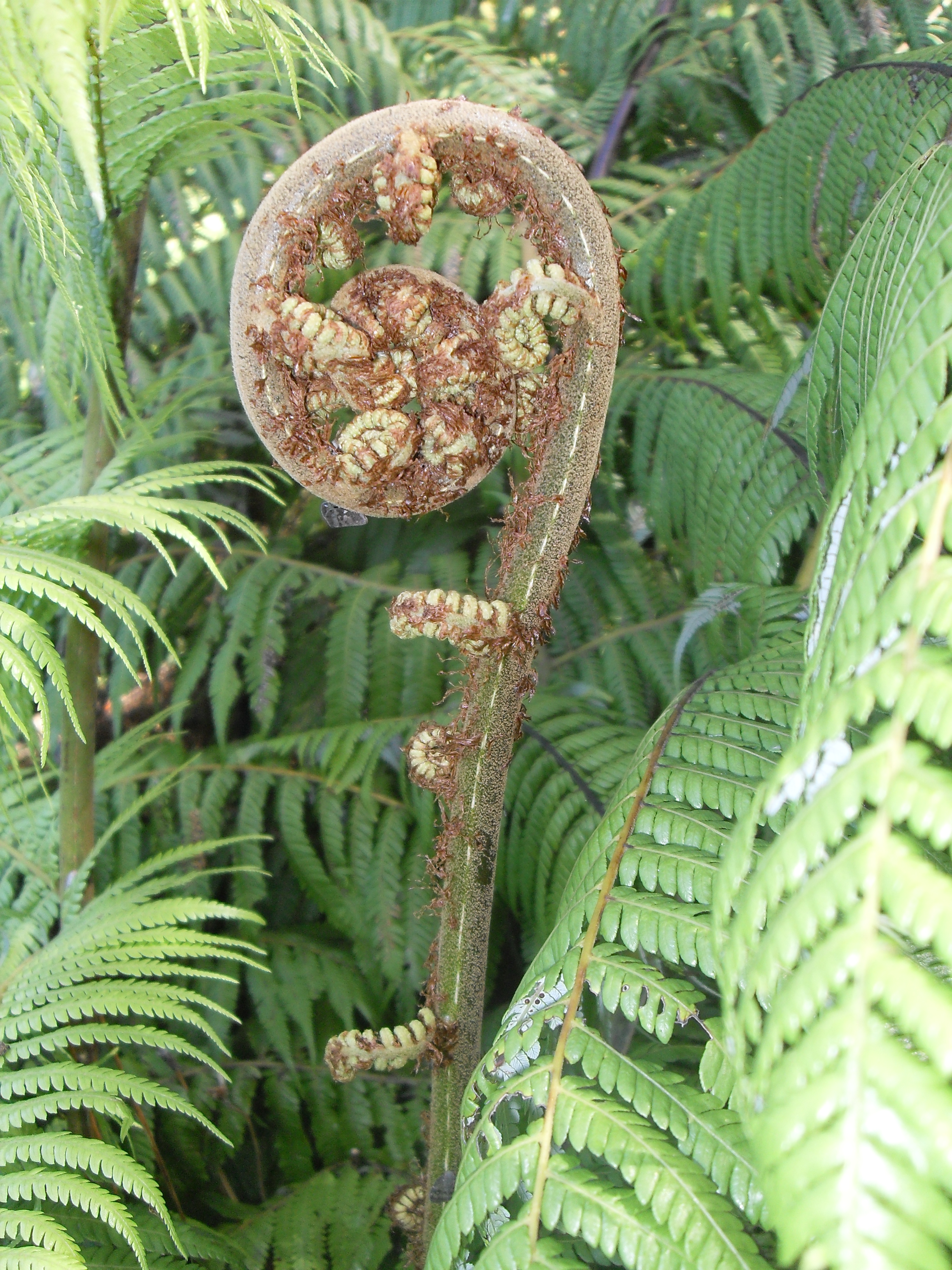 FileSilver Fern Koru2.JPG Wikipedia